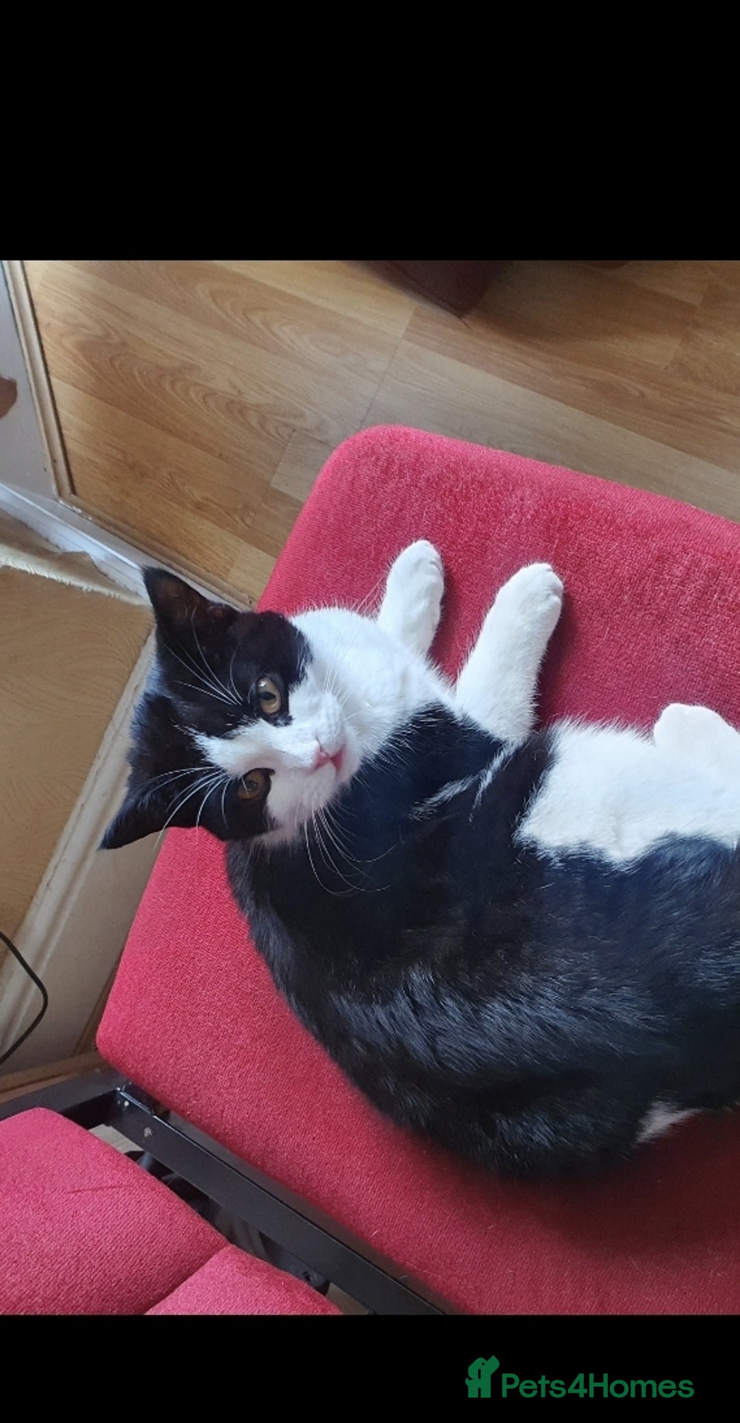 British Shorthair cats for sale: Female kitten - Image 2