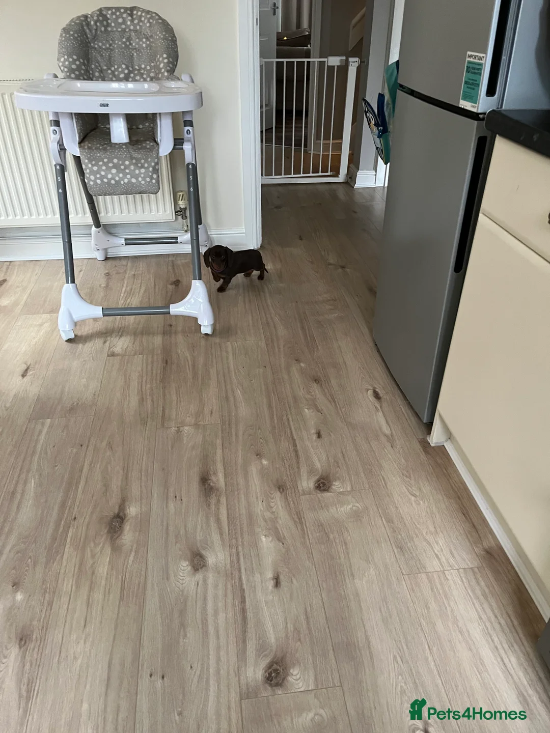 Miniature Dachshund dogs for sale: Miniature dachshund  in Birmingham - Advert 4