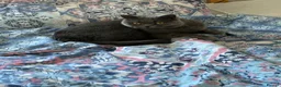 British Shorthair cats for sale: Beautiful British shorthair  - Advert 6
