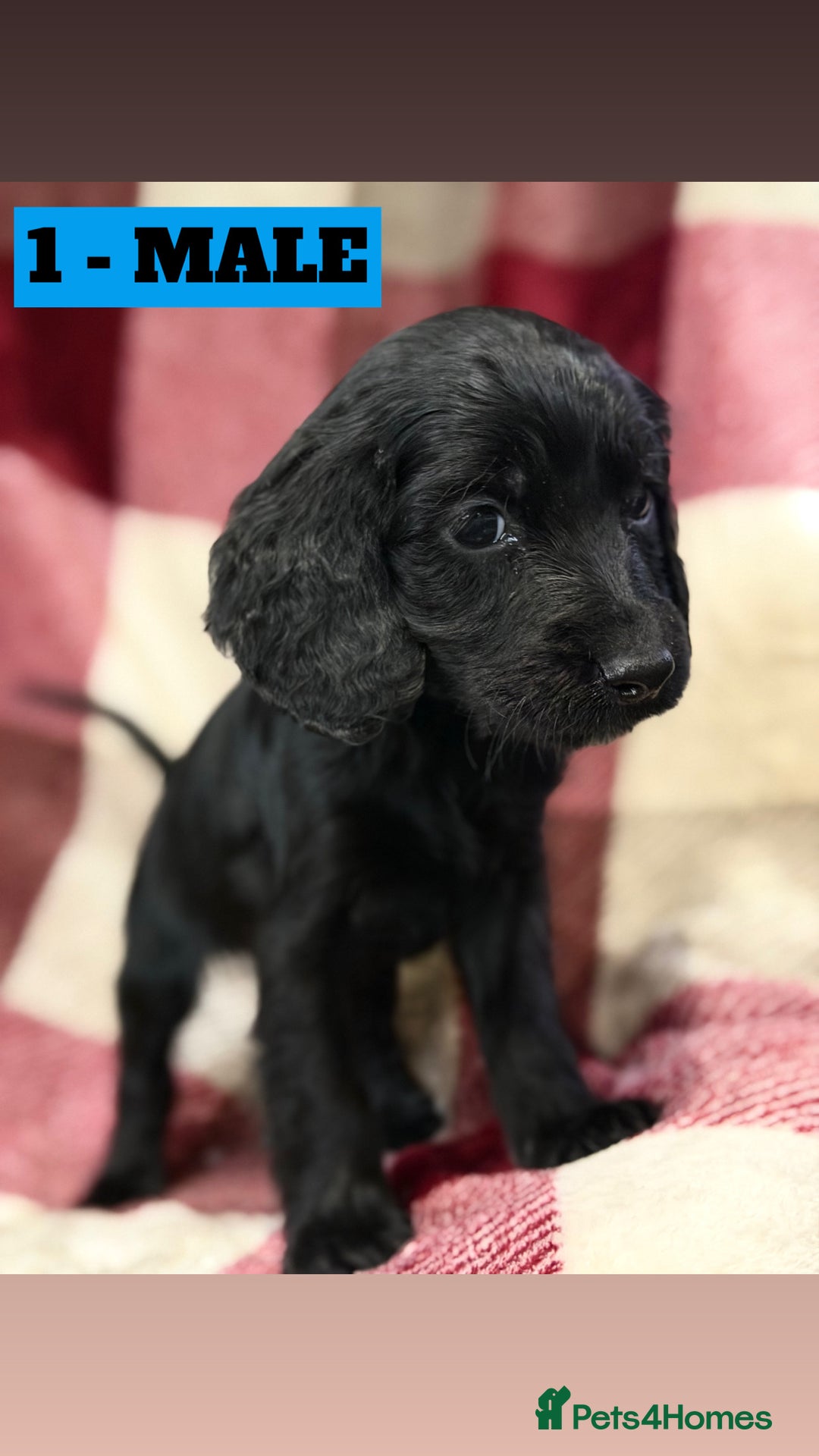 Cockapoo dogs for sale: BEAUTIFUL F2 COCKAPOO PUPPIES - 4 BOYS AND 4 GIRLS - Advert 7