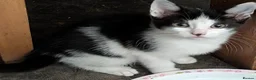 Mixed Breed cats for sale: 4 beautiful kittens - Advert 2