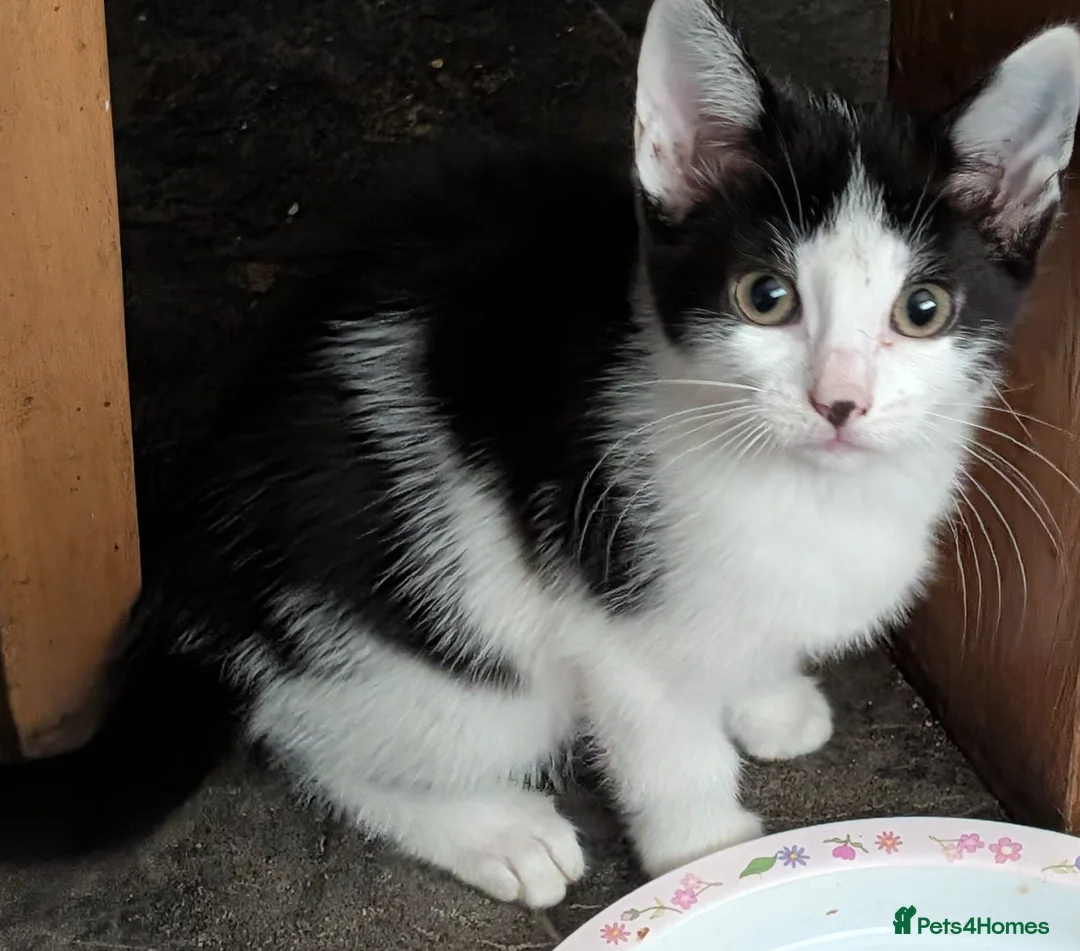 Mixed Breed cats for sale: 4 beautiful kittens - Advert 2
