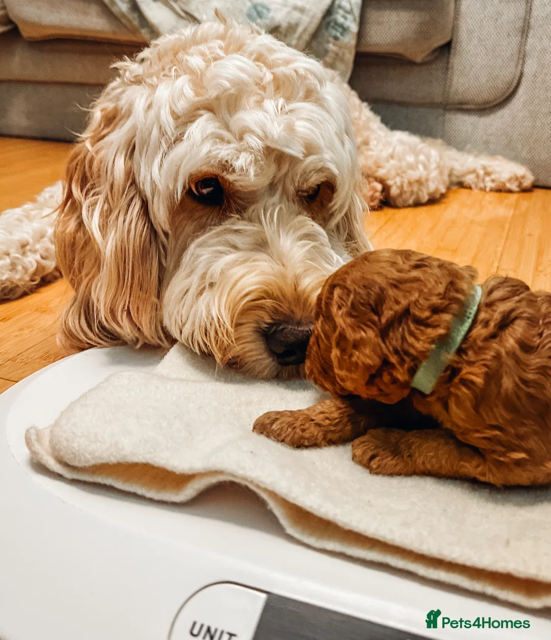 Labradoodle dogs for sale: LAST FEW PUPS - F2B Labradoodle Puppies - Advert 9