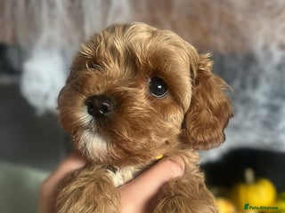 Cavapoo dogs - Advert 36