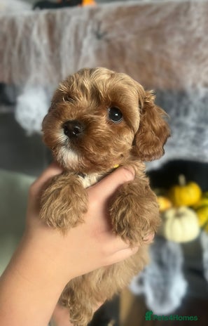 Cavapoo dogs - Advert 1