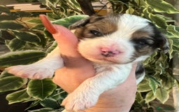 Cavapoo dogs for sale: Beautiful fully DNA tested Cavapoo's  - Image 29