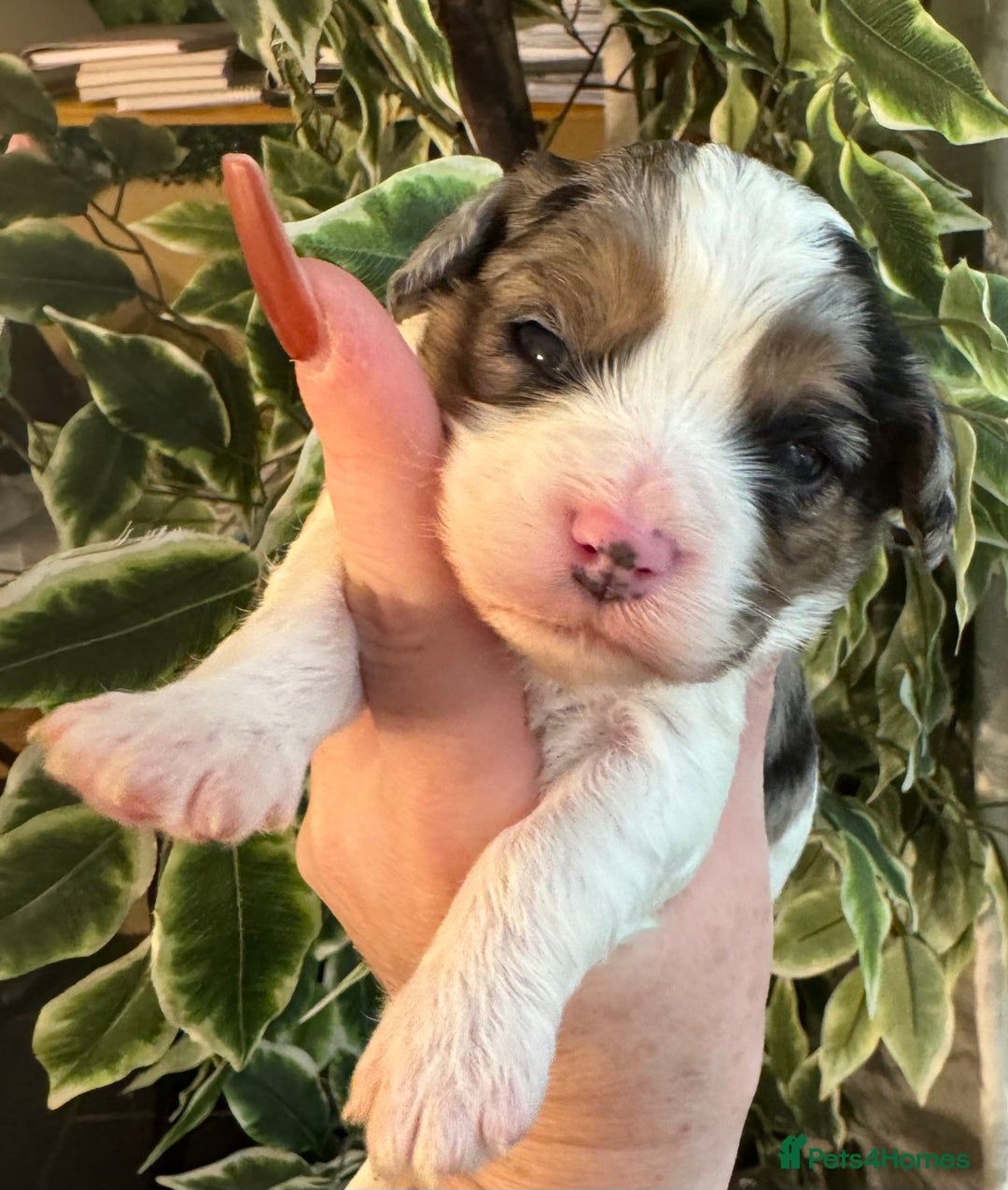 Cavapoo dogs for sale: Beautiful fully DNA tested Cavapoo's  - Image 29