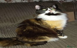 Ragdoll cats for sale: Stunning Ragdoll Calico Cross. Beautiful Markings. - Advert 4