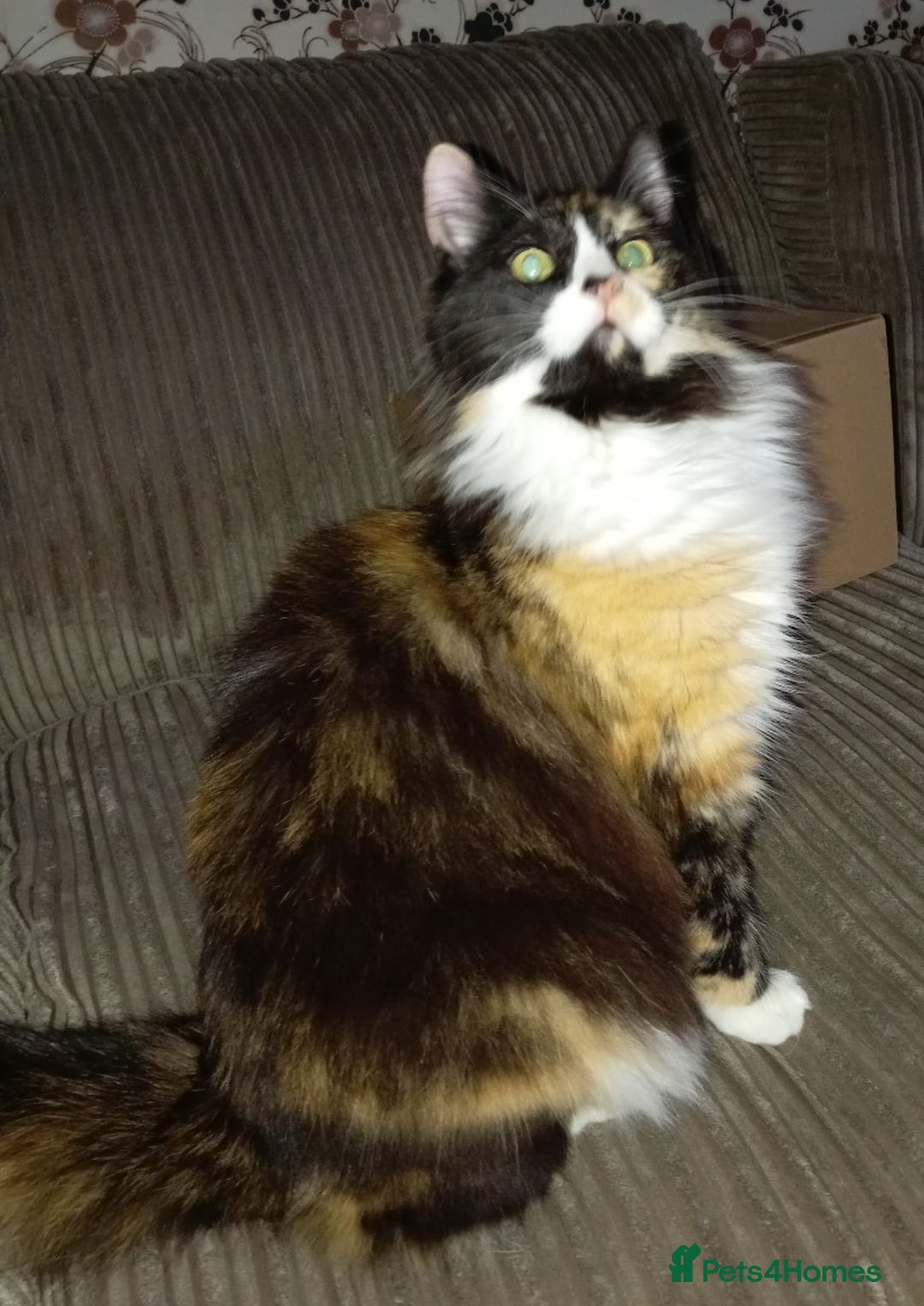 Ragdoll cats for sale: Stunning Ragdoll Calico Cross. Beautiful Markings. - Advert 4