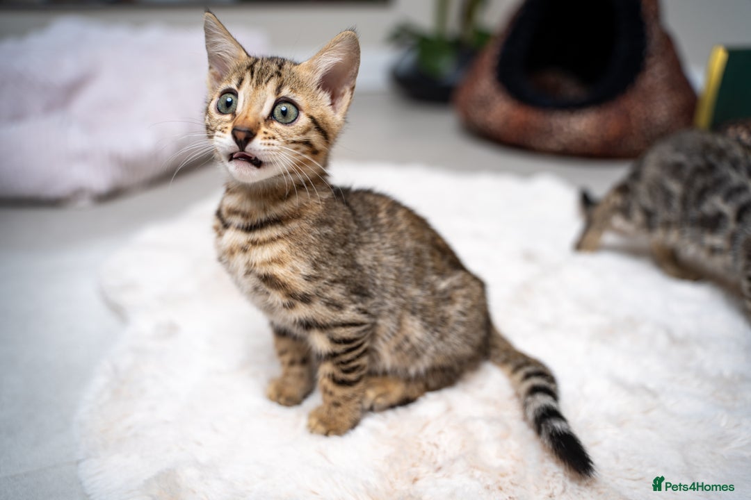 Bengal cats for sale: BABETTE-LAST available girl from the litter-TICA  - Image 31