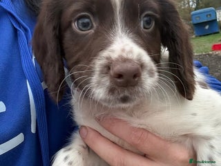 English Springer Spaniel dogs Springer spaniel puppies - Advert 2