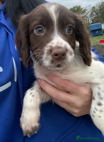English Springer Spaniel dogs Springer spaniel puppies - Advert 2