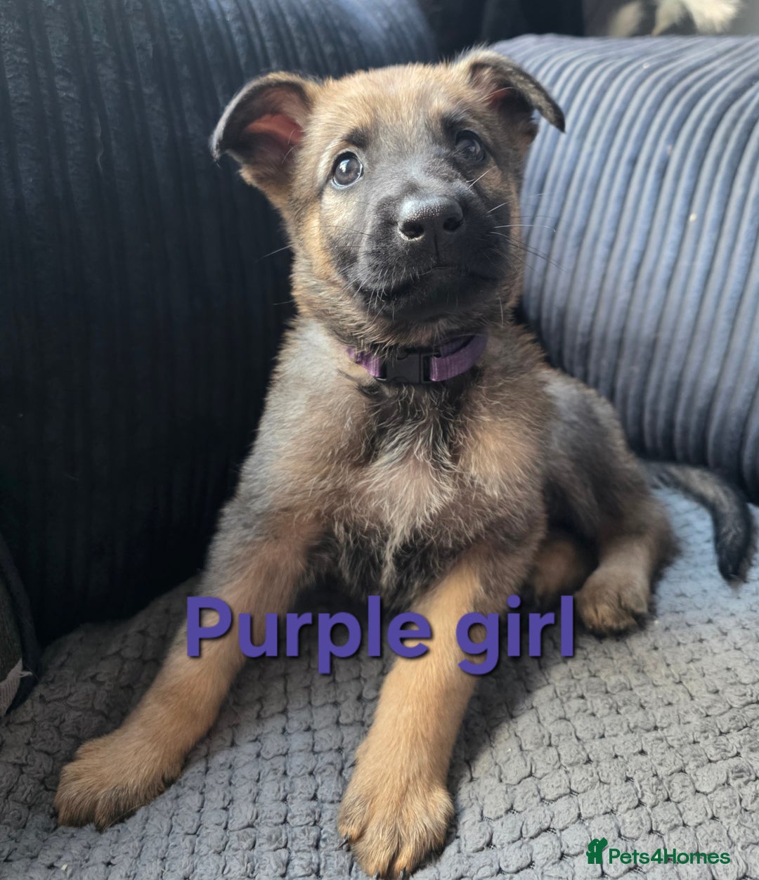 Mixed Breed dogs for sale: 11 german shepherd X Belgium malinois in Exmouth - Image 12