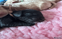 Cockapoo dogs for sale: Mirabelle's Enchanting Pups ✨ - Image 8