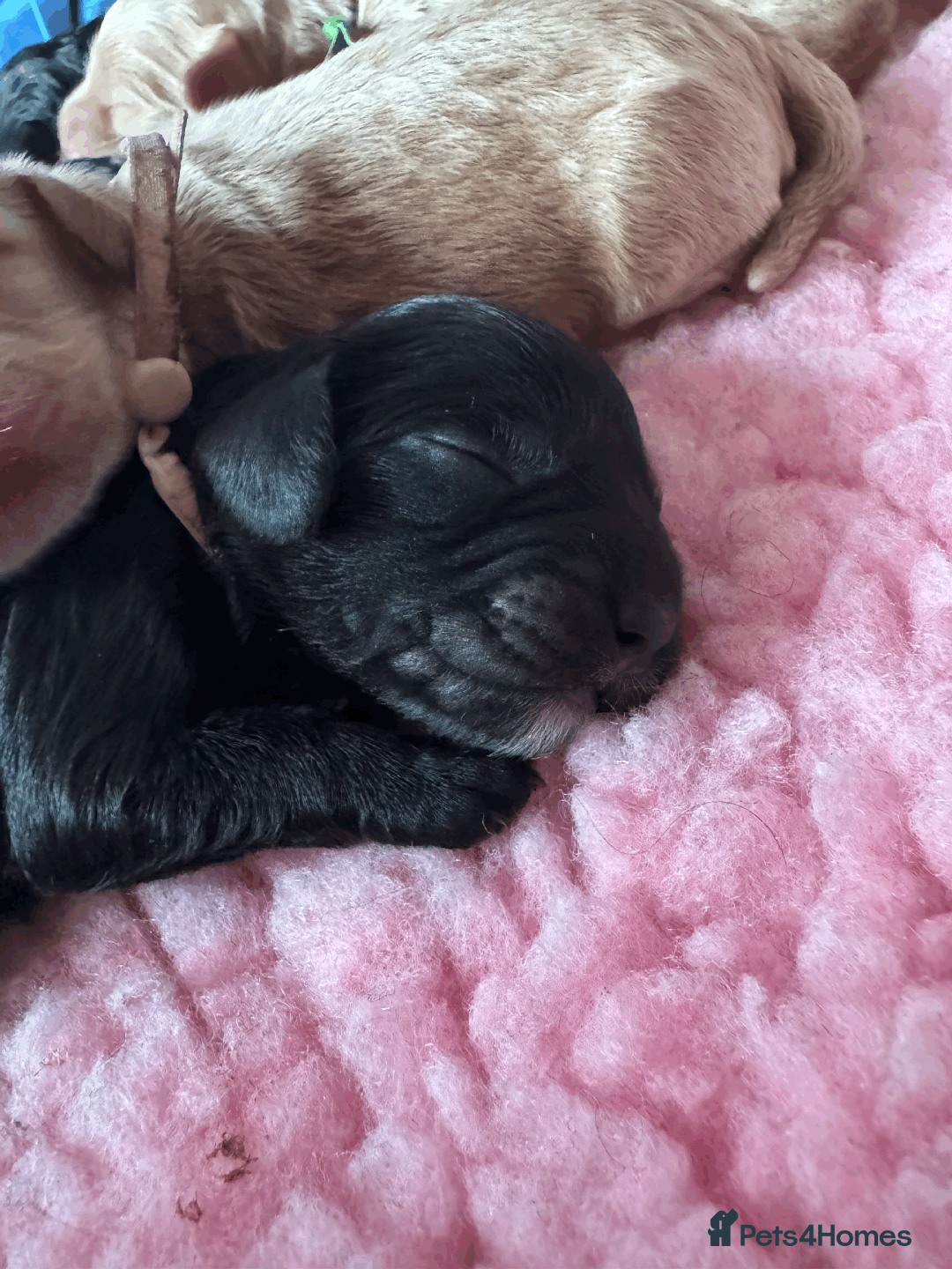 Cockapoo dogs for sale: Mirabelle's Enchanting Pups ✨ - Image 8