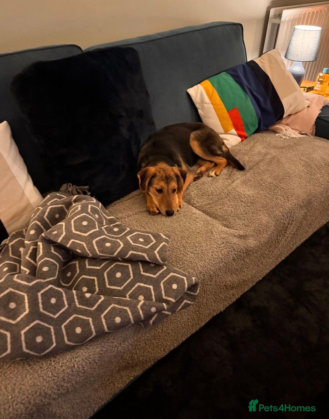 Mixed Breed dogs for adoption: Gorgeous girl Tinsel - Foster or Foster to Adopt  - Advert 4