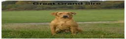 Labrador Retriever dogs for sale: *READY NOW* Stunning KC girls, tested&many FTCH/Ws - Advert 30