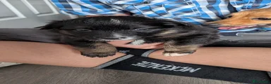 Pollies 