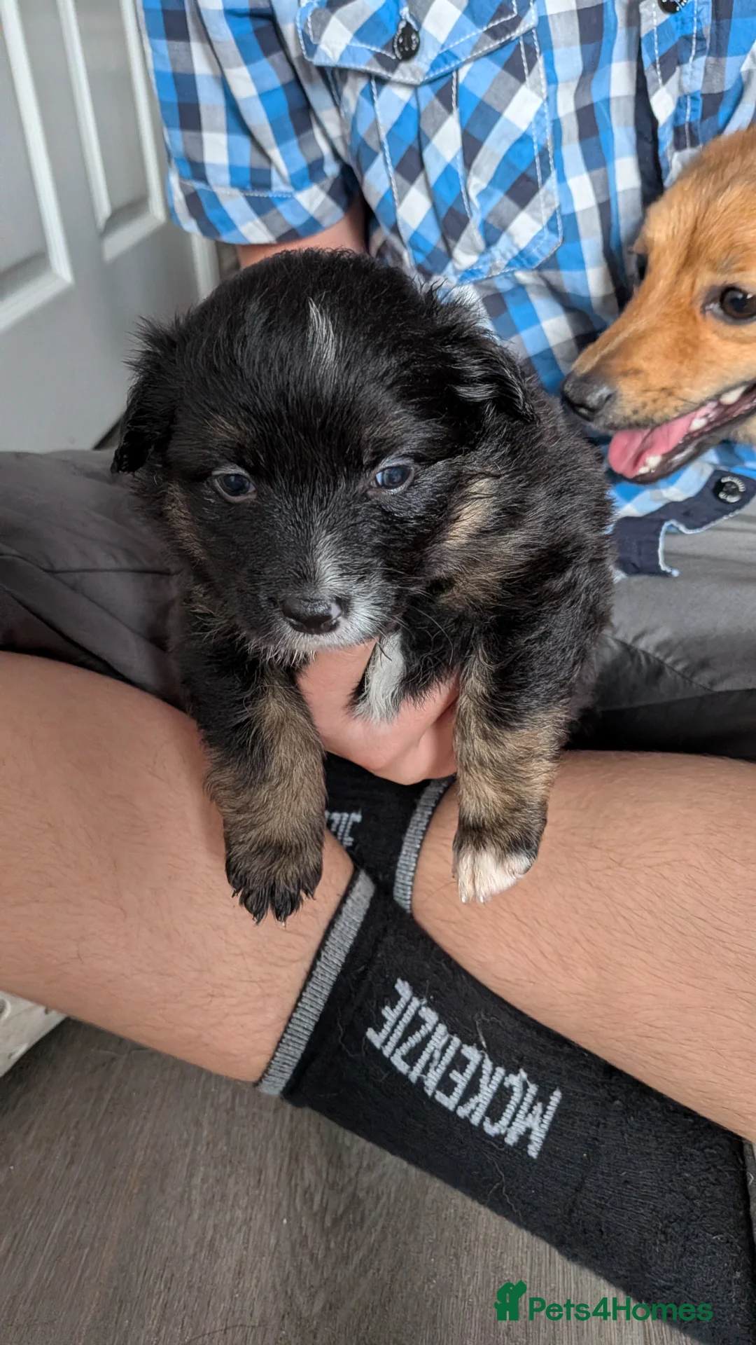 Mixed Breed dogs for sale: Pollies  - Advert 2