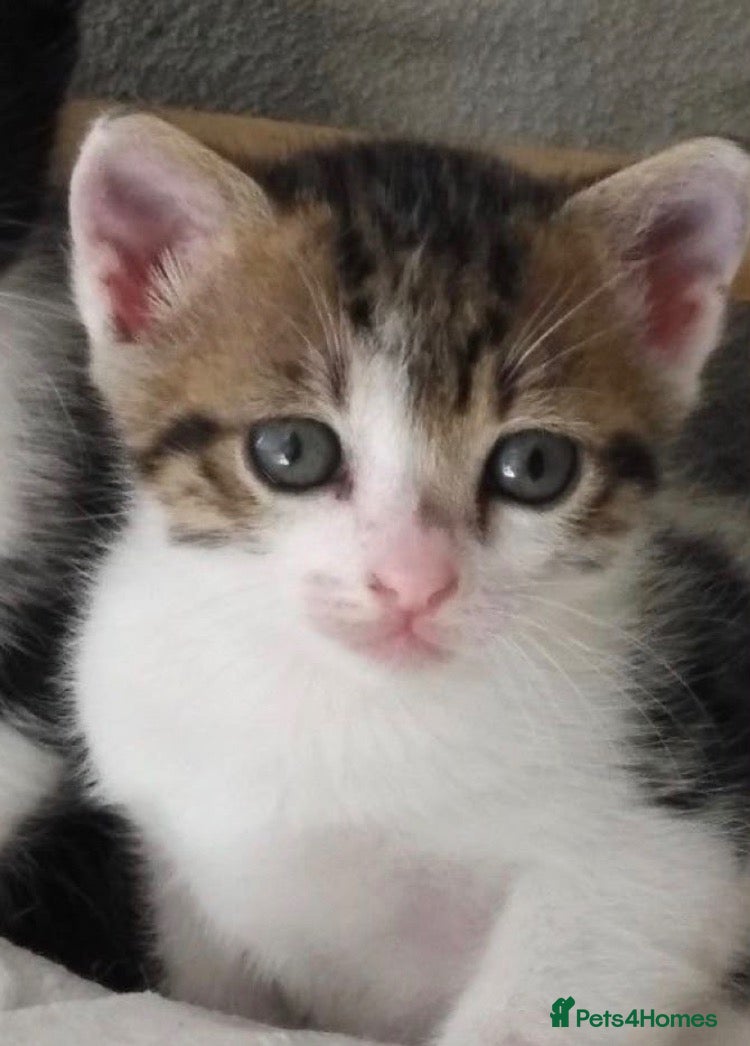 Mixed Breed cats Cute tabby kitten(8 weeks old) - Advert 4