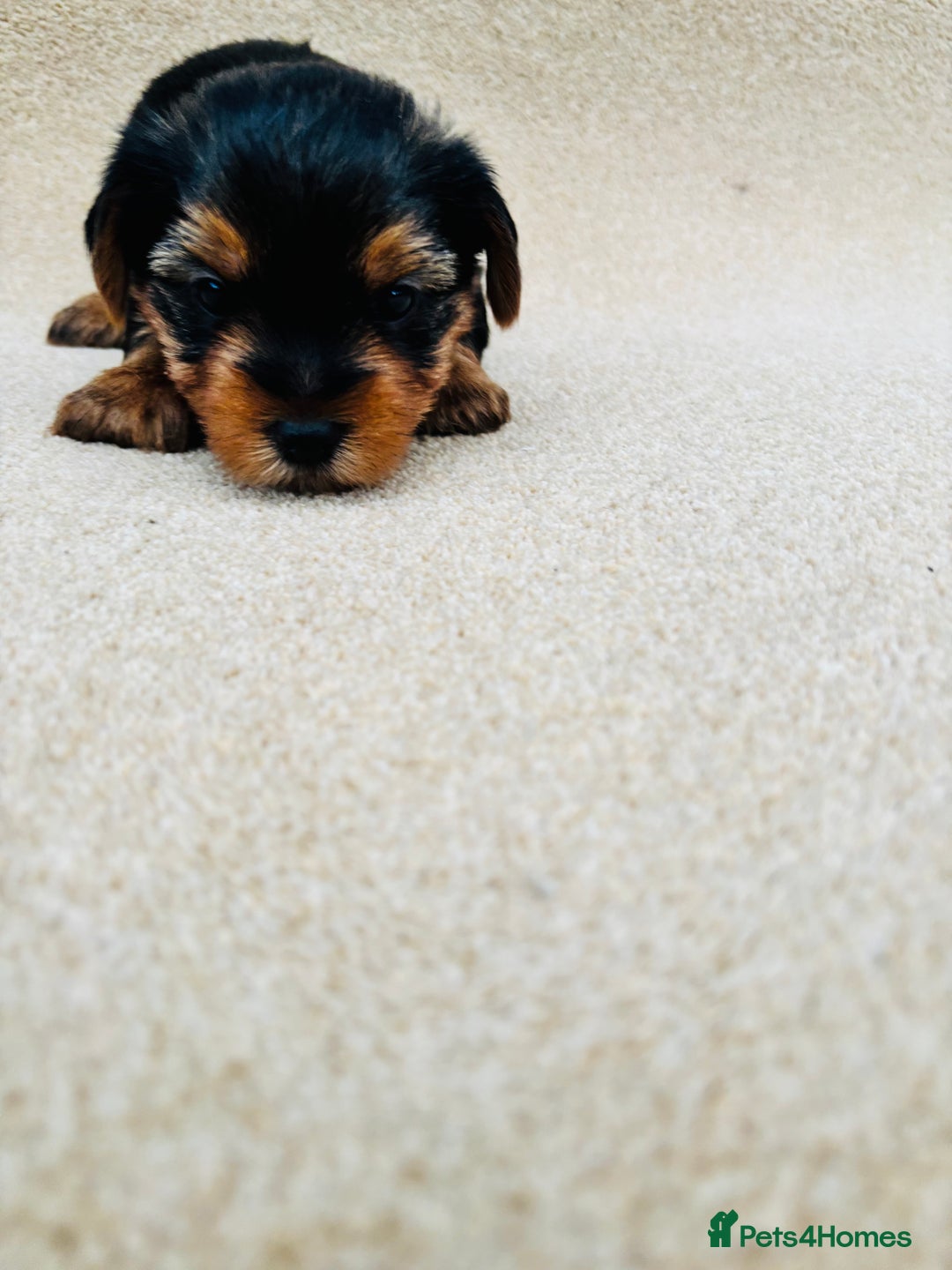 Yorkshire Terrier dogs for sale: Beautiful litter of Yorkshire terrier puppies - Advert 16