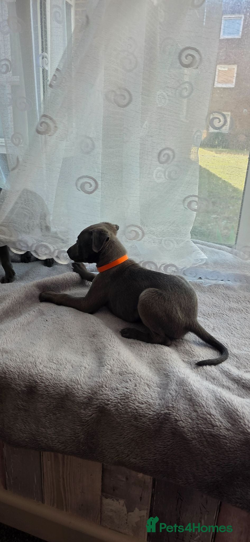 Whippet dogs KC Registered Blue Whippet Pups **Only Two Left** - Advert 2