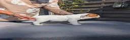 English Bulldog dogs for sale: 5 beautiful KC pups  - Advert 8