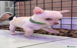 Chihuahua dogs for sale: 🐶 tiny chihuahua pups - Image 6