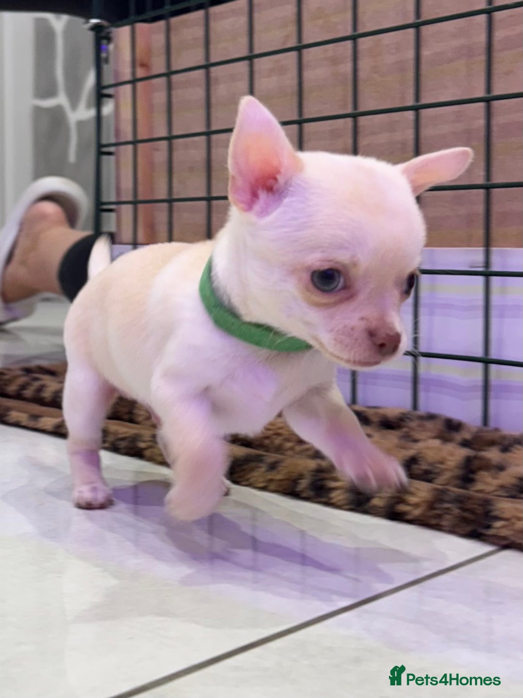 Chihuahua dogs for sale: 🐶 tiny chihuahua pups - Image 6