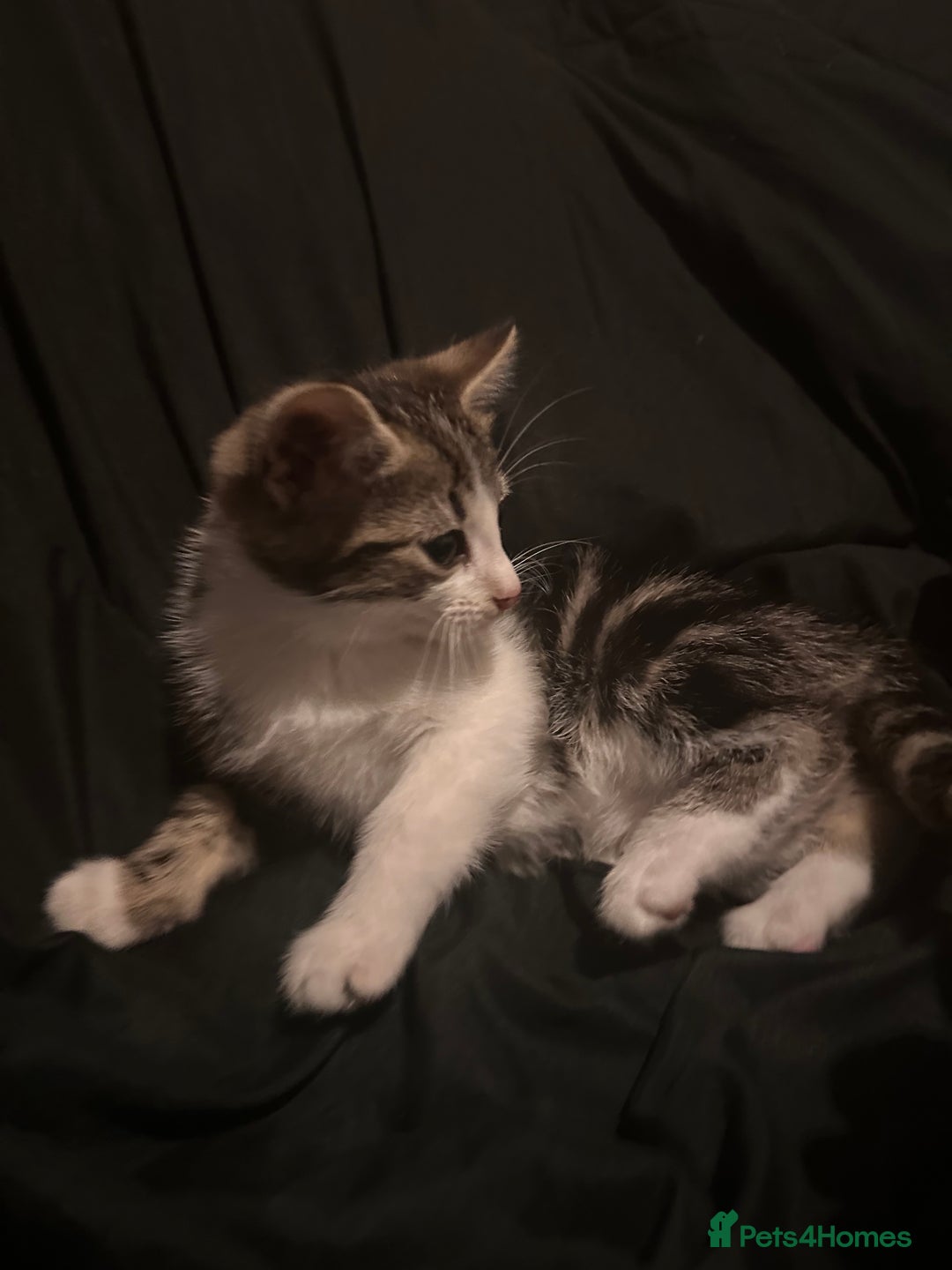 Mixed Breed cats for sale: Bengal mixed kittens  - Advert 11