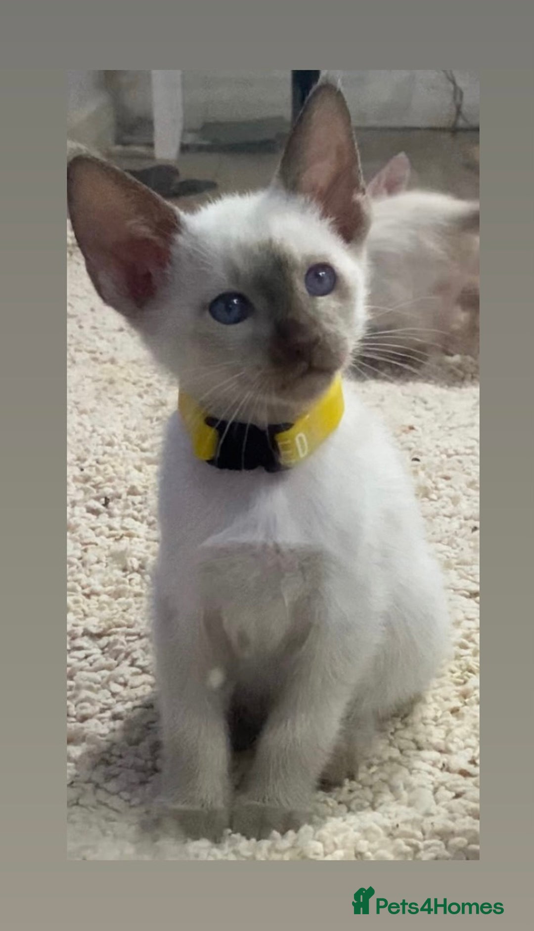 Mixed Breed cats for sale: Oriental/ Siamese  - Advert 4