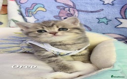 British Shorthair cats for sale: Pure Pedigree British Shorthair  - Image 2