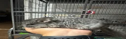 Chinchilla rodents for sale: Male grey chinchilla for sale  - Advert 3