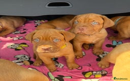 Dogue De Bordeaux dogs for sale: Beautiful litter of dogue de bordeauxs - Image 26