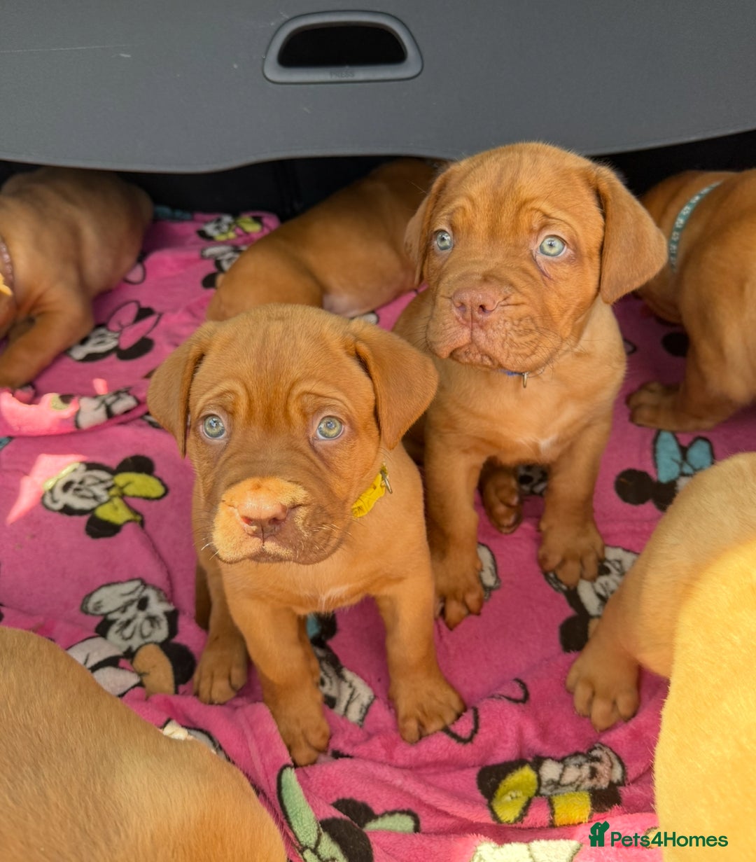 Dogue De Bordeaux dogs for sale: Beautiful litter of dogue de bordeauxs - Image 26