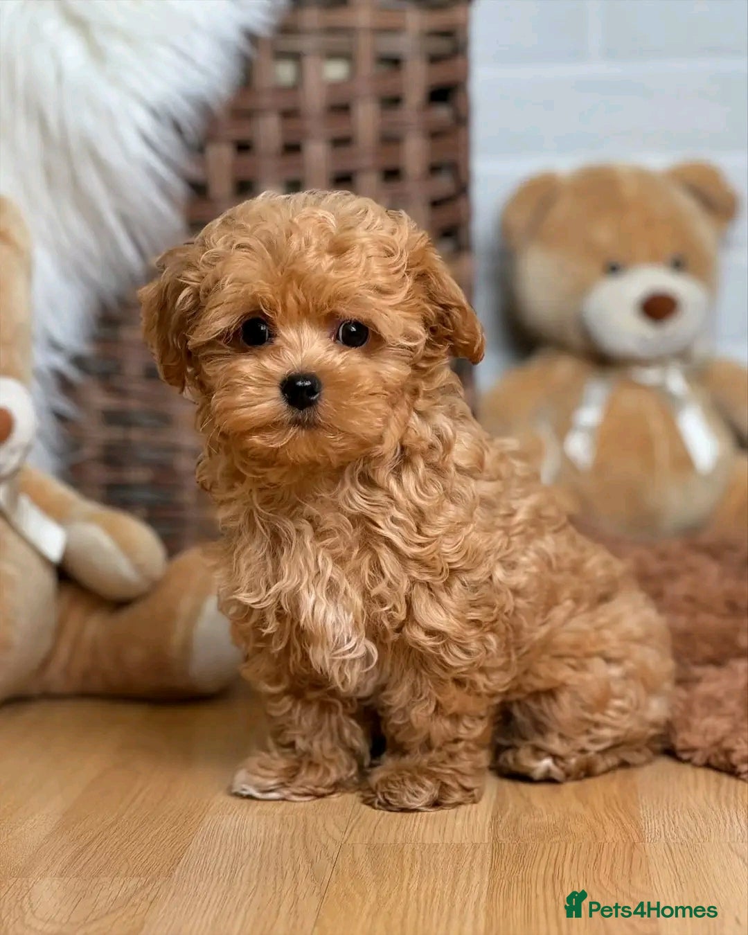 Poodle dogs for sale: Beautiful Poodle Puppies Ready!!!!  - Image 9