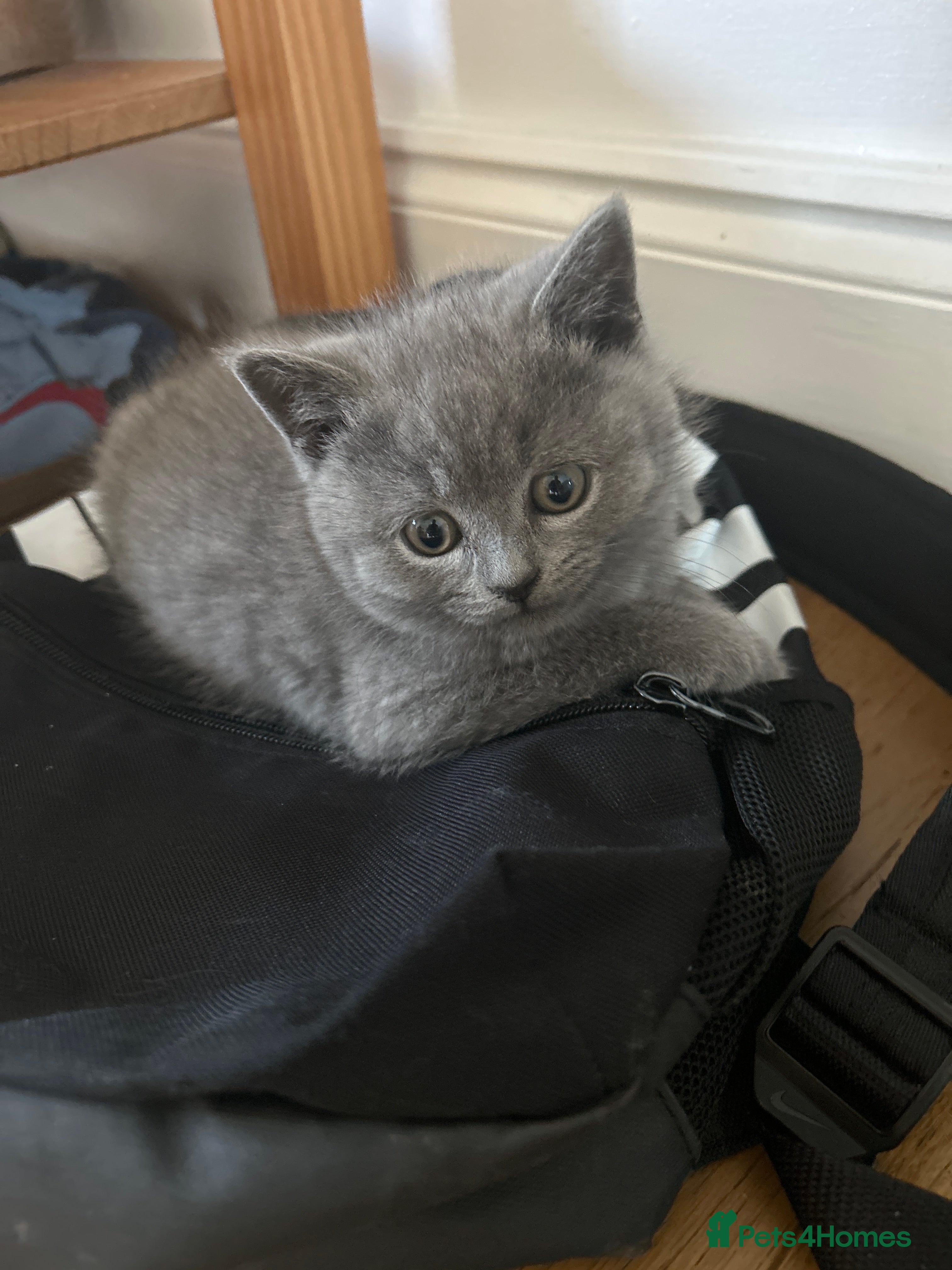 British Shorthair cats Blue British short hair  - Advert 2