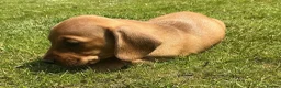 Miniature Dachshund dogs for sale: KC REG Miniature dachshunds. Council licensed in Airdrie - Advert 14