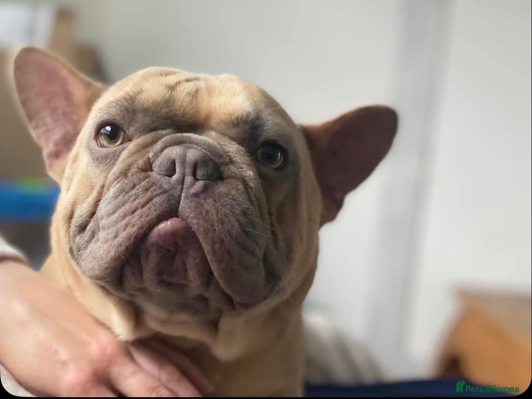 French Bulldog dogs for stud: Kc reg Lilac and fawn for stud -proven in Darvel - Image 6