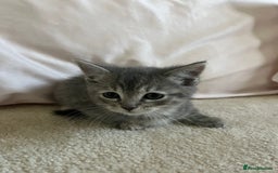 Ragdoll cats for sale: Ragdoll X Kittens - Image 7