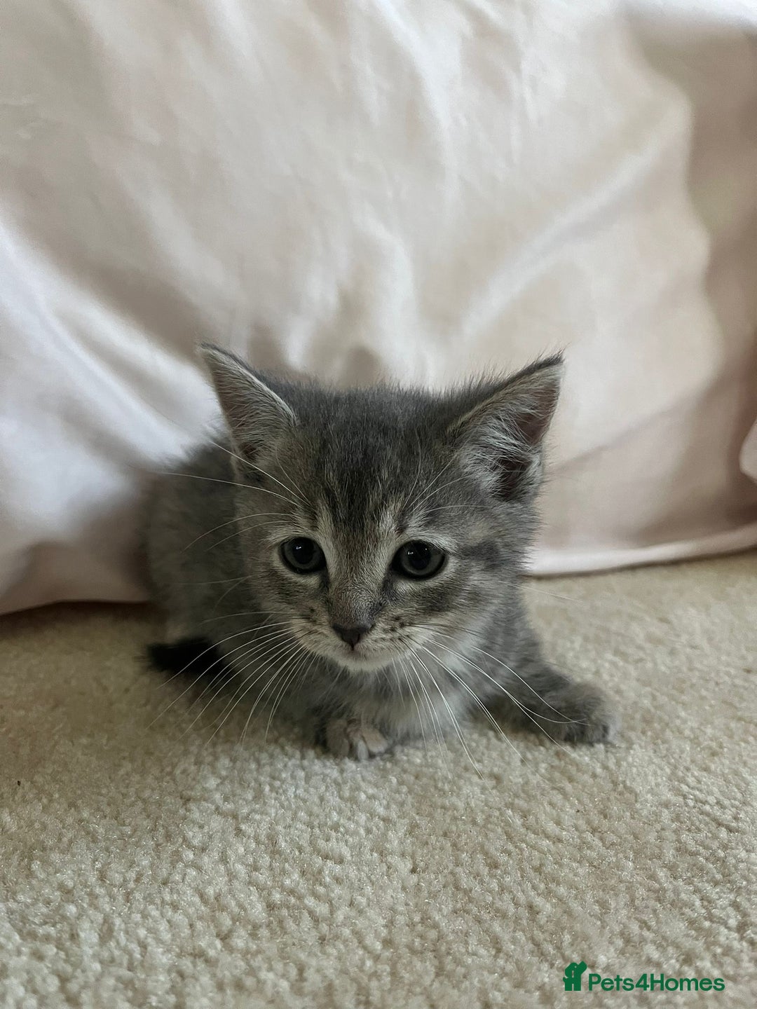 Ragdoll cats for sale: Ragdoll X Kittens - Image 7