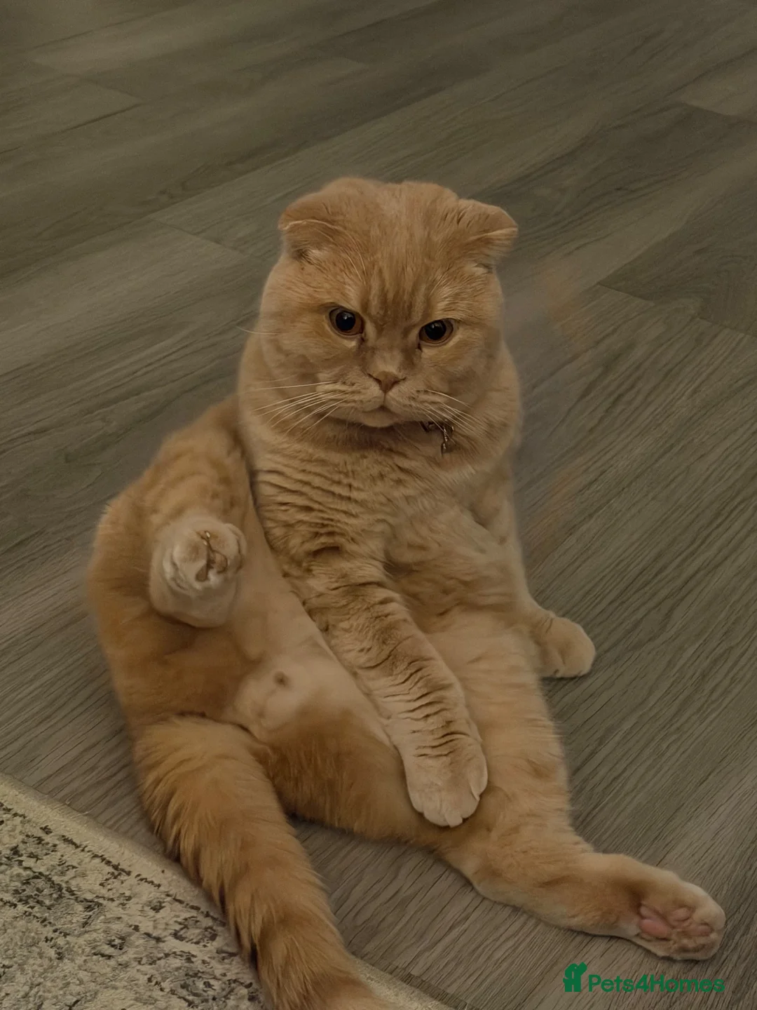 Scottish Fold cats for sale: SCOTTISH FOLD FOR SALE in Dagenham - Advert 2