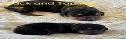 Miniature Dachshund dogs for sale: KC Reg Smooth Haired Miniature Dachshund Puppies - Advert 11