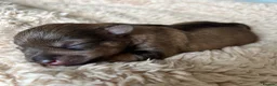 Miniature Schnauzer dogs for sale: KC MAC/BVA Chocolate Miniature Schnauzers - Advert 7