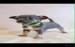 Chihuahua dogs for sale: Chihuahua puppies for sale - Image 1