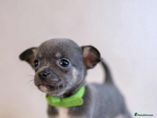 Chihuahua dogs - Advert 1