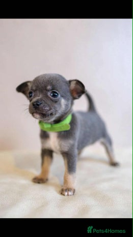 Chihuahua dogs - Advert 18