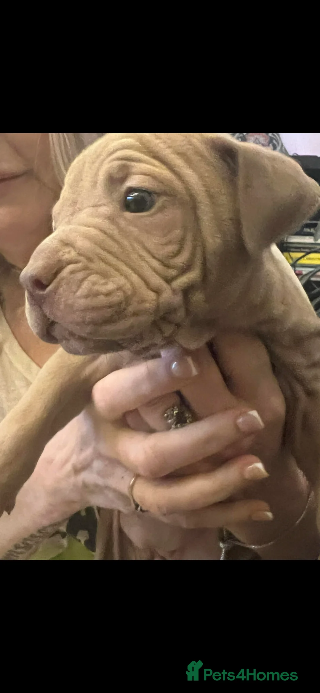Mixed Breed dogs for sale: Shar pei x pocket bully - Advert 6
