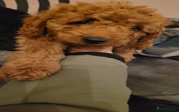Goldendoodle dogs for sale: F1b goldendoodle pups  - Image 2
