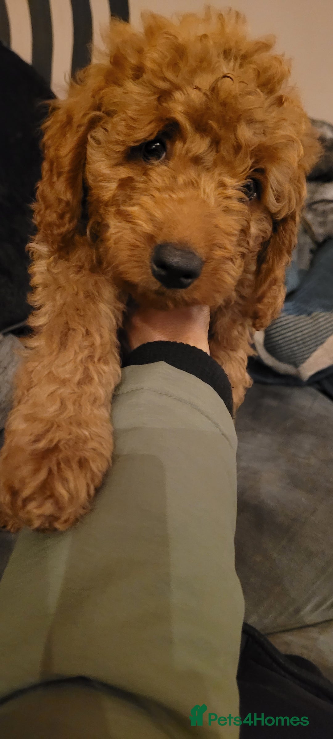 Goldendoodle dogs for sale: F1b goldendoodle pups  - Image 2